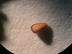 Lycopus laurentianus