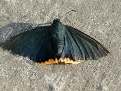 Chalypyge chalybea chalybea