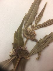 Lycopus laurentianus