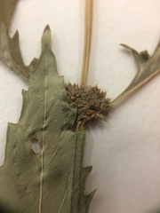 Lycopus laurentianus