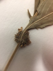 Lycopus laurentianus