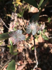 Eugenia involucrata