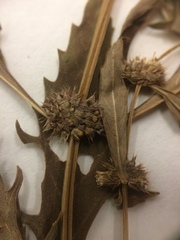 Lycopus laurentianus