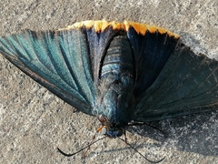 Chalypyge chalybea chalybea