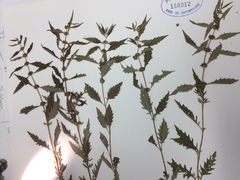 Lycopus laurentianus