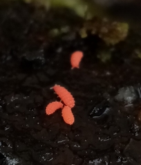 Bilobella braunerae