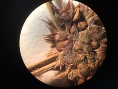 Lycopus laurentianus