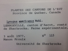 Lycopus laurentianus