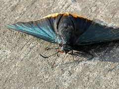 Chalypyge chalybea chalybea