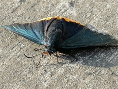 Chalypyge chalybea chalybea