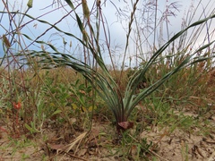Gethyllis britteniana