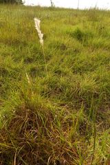 Bothriochloa torreyana