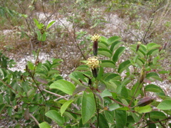 Porophyllum punctatum