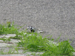 Motacilla alba