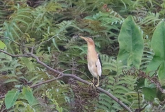 Ixobrychus minutus payesii