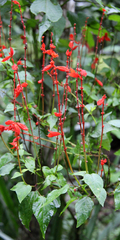 Salvia splendens