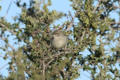 Eremomela icteropygialis