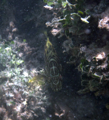 Mycteroperca bonaci