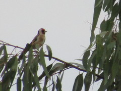 Carduelis carduelis