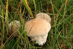 Lycoperdon lividum