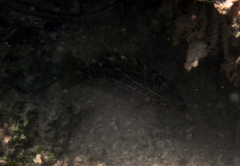 Mycteroperca bonaci