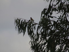 Carduelis carduelis