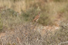 Certhilauda subcoronata