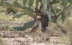 Eupodotis vigorsii vigorsii