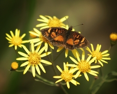 Chlosyne lacinia saundersi