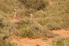 Eupodotis vigorsii vigorsii