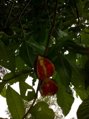 Tabernaemontana tomentosa