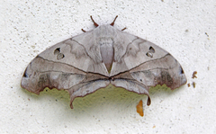 Dysdaemonia brasiliensis