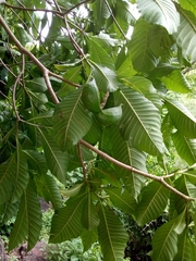 Tabernaemontana tomentosa