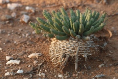 Euphorbia esculenta
