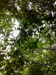 Tabernaemontana tomentosa