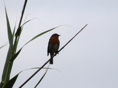 Erithacus rubecula