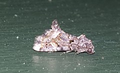 Homophoberia apicosa