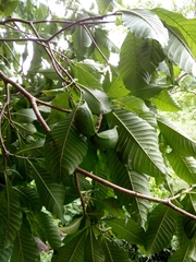 Tabernaemontana tomentosa