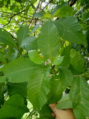 Tabernaemontana tomentosa