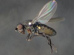 Chaetopodella scutellaris