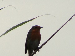 Erithacus rubecula