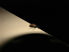 Triatoma