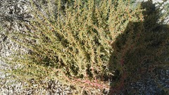 Salsola