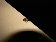 Triatoma