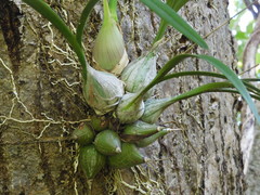 Encyclia enriquearcilae