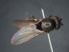 Chaetopodella scutellaris