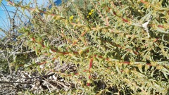 Salsola