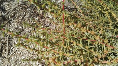 Salsola