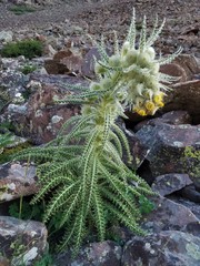 Cirsium funkiae