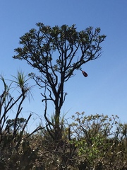 Vochysia thyrsoidea